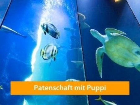 Puppi die Schildkröte, Patenschaft und das Haus des Meeres